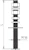 obo bettermann Mounting accessory isfang 3b-g3, rst