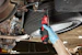 milwaukee Rubber sleeve milwaukee m12fhir14 + r38