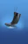 sievi Turvasaapas sievi light boot black s5 koko 47