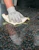 mirka Microfiber cloth mirka 400x400mm yellow 5pcs