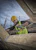 dewalt Slagskruvdragare dewalt dcf887n xr bare