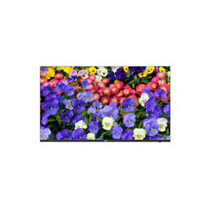 unv Monitor 43in led uhd 3840×2160